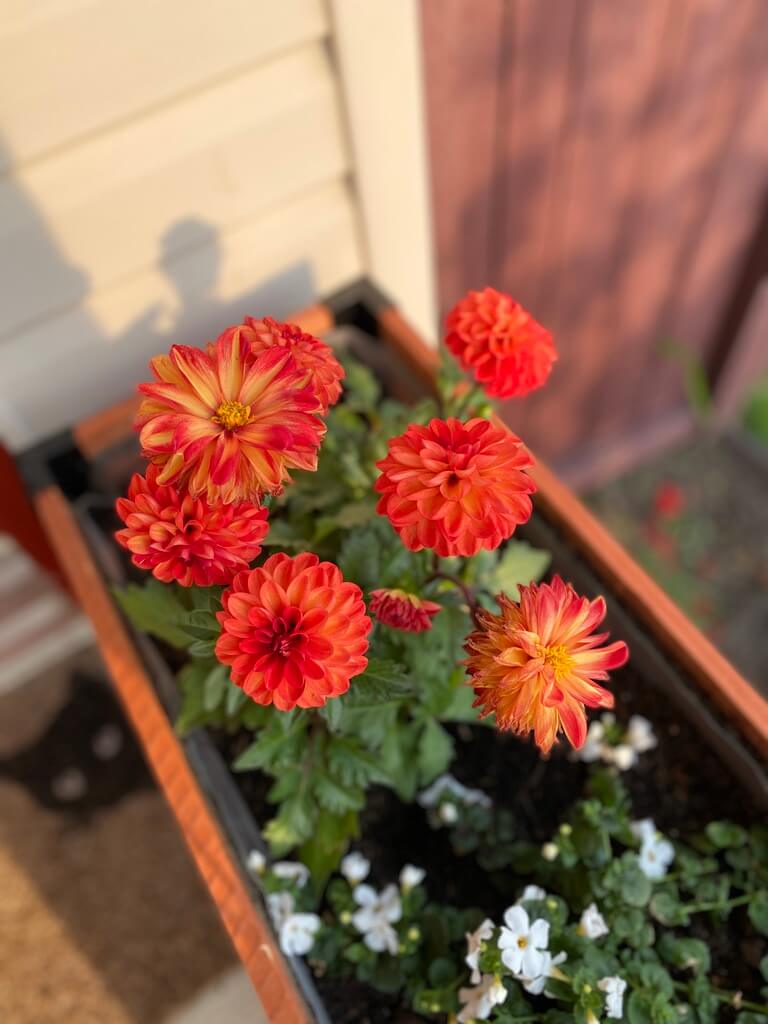 summer flowers